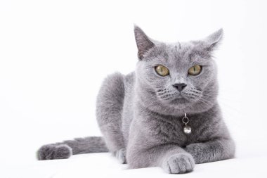 izole Britanya ile ilgili stenografi kedi