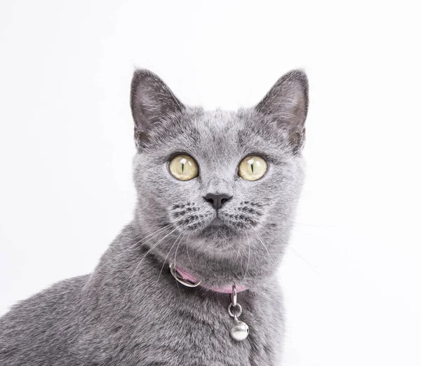 Britânico Gato Shorthair Isolado — Fotografia de Stock