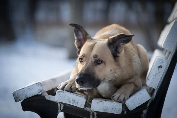 Hond in het park — Stockfoto