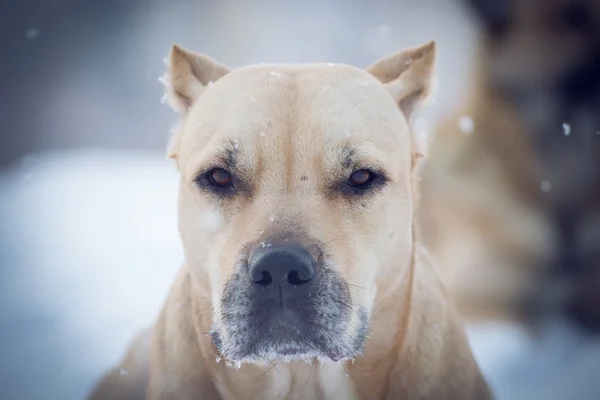 Pitbull na spacer — Zdjęcie stockowe