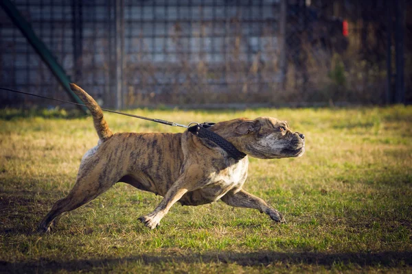 CA de bou op opleiding — Stockfoto