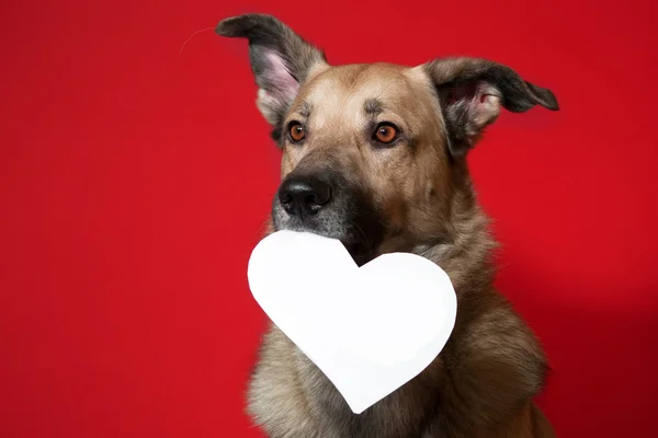 Dog on a background keeps heart — Stock Photo, Image