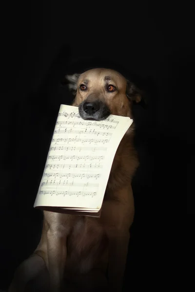 Notları ile köpek — Stok fotoğraf