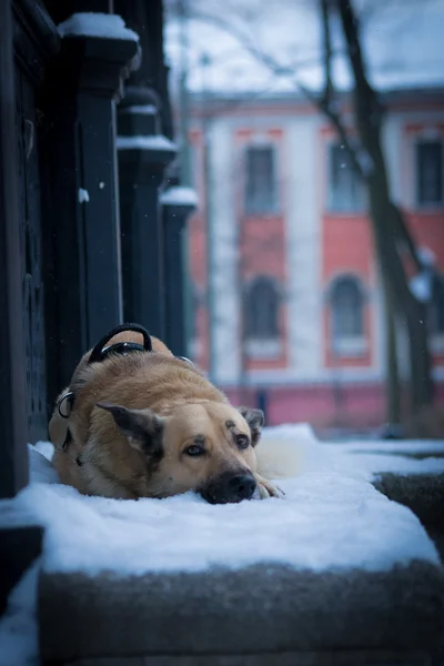 Bir köpek bir şehirde — Stok fotoğraf