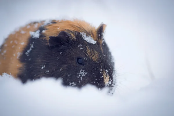 eskiden şiling şimdi domuz kar