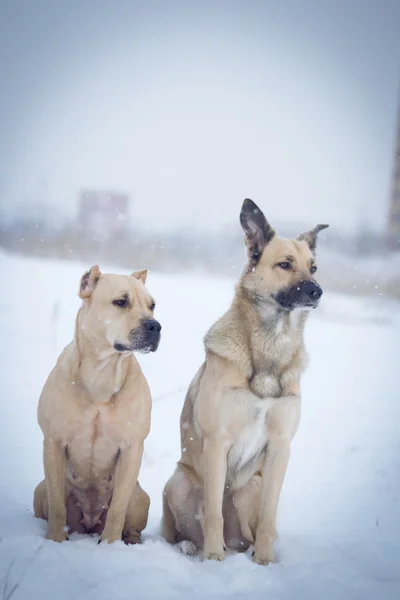 arkadaş yürüyüş