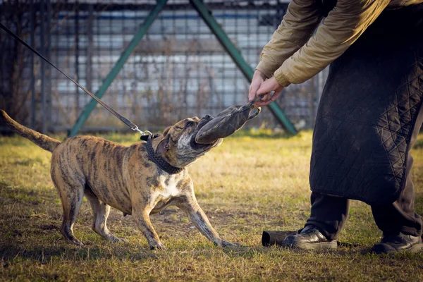 ka de bo köpek eğitimi
