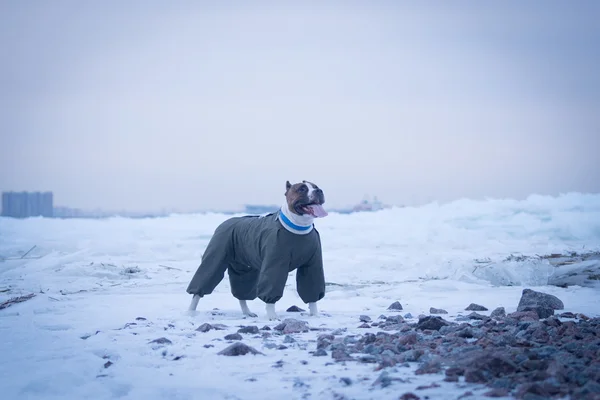 Собака на льдине — стоковое фото