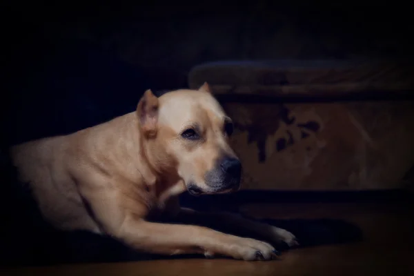 Hund auf dem Sofa — Stockfoto