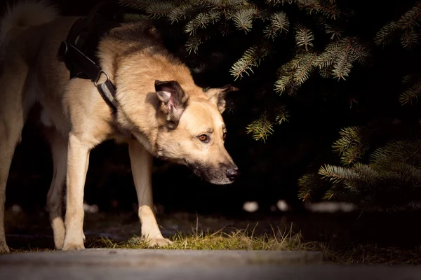 çalıların arasında köpek