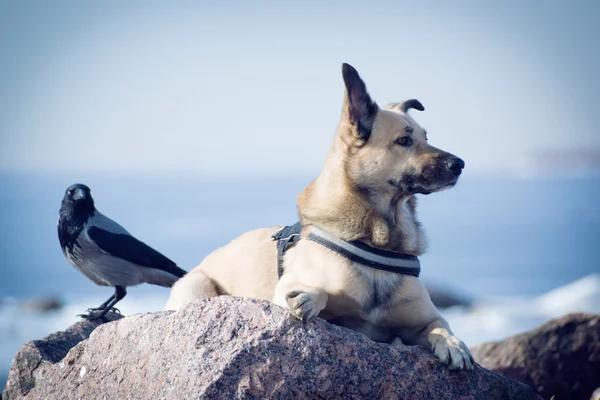 O cão na Baía — Fotografia de Stock