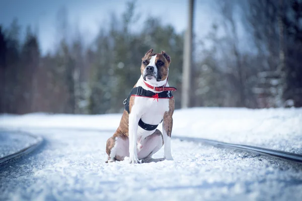 El perro en la nieve — Foto de Stock