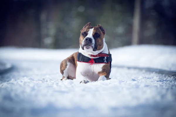 belgili tanımlık köpek içinde belgili tanımlık kar