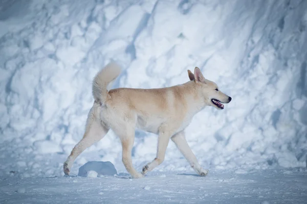 Der Schneehund — Stockfoto