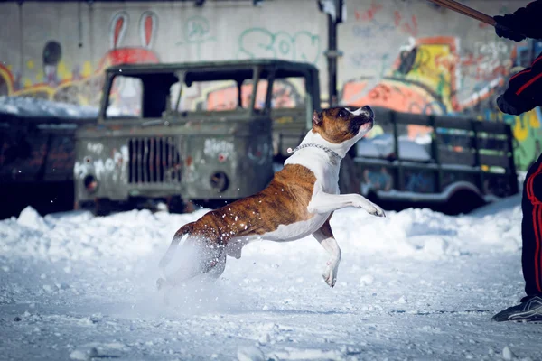 犬の再生 — ストック写真