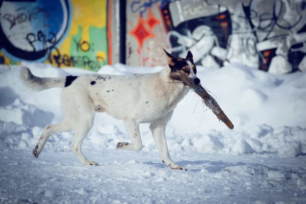 bir süpürge ile köpek