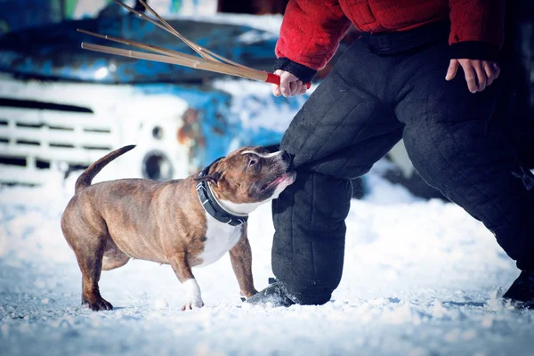 Hundespielen — Stockfoto