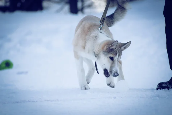 Der Schneehund — Stockfoto