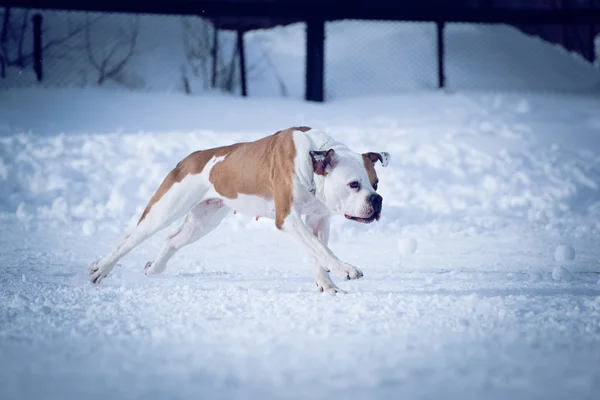 köpek çalıştırır
