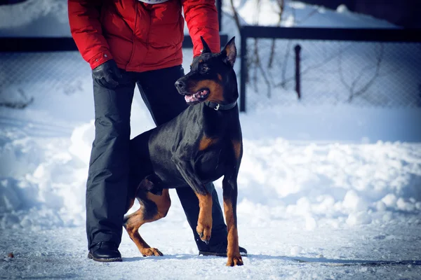 güzel doberman