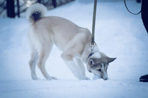 Schneehund — Stockfoto