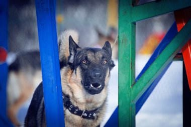 yaşlı bir köpek