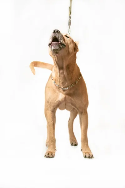 bir köpeğin üstüne bir zincir