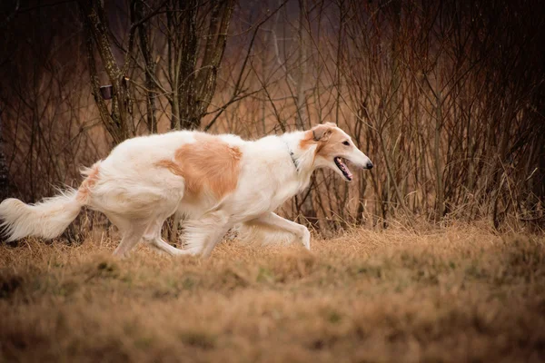 Rus wolfhound — Stok fotoğraf