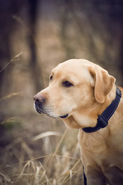 Labrador on the hunt — Stock Photo, Image