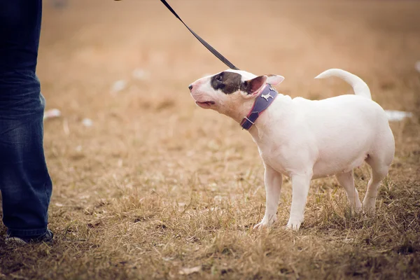 白色的斗牛犬 — 图库照片