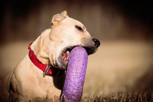 Pit bull plays — Stock Photo, Image