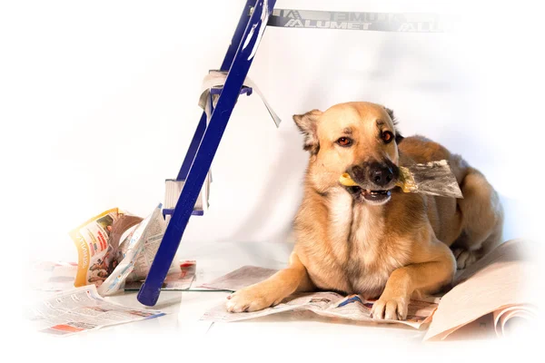 犬と修理 — Stock fotografie
