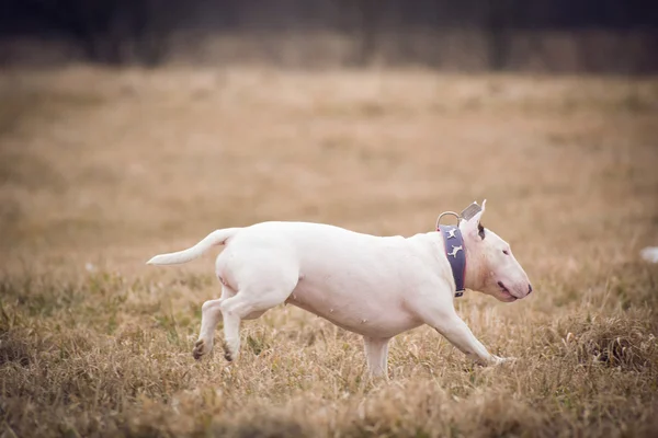 Beyaz boğa korkunç