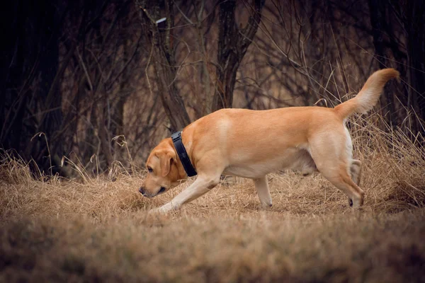 Labrador na lovu — Stock fotografie