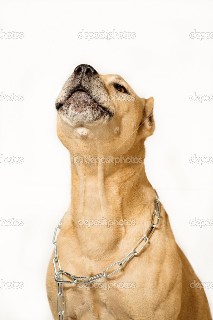 A dog on a chain