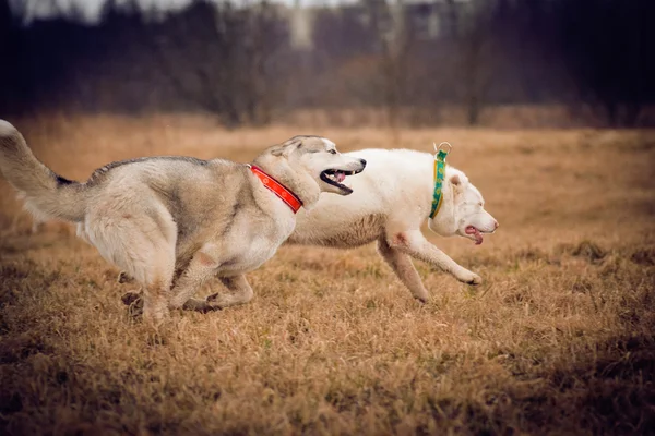 Husky-Jagd — Stockfoto