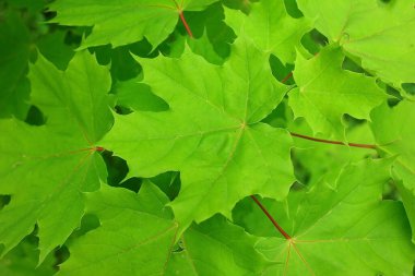 Yeşil akçaağaç yapraklarının dokusu.