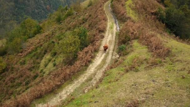 Aerial view. Lonely cow on a mountain trail. Caucasus Mountains. Autumn — Stock Video
