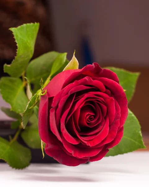 Single rose — Stock Photo, Image