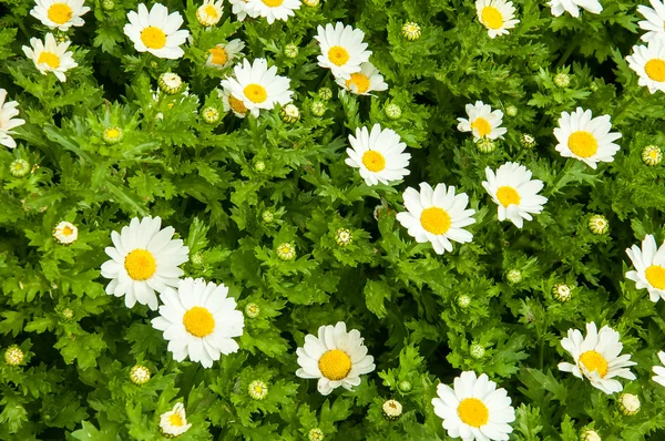 Camomile — Stock Photo, Image