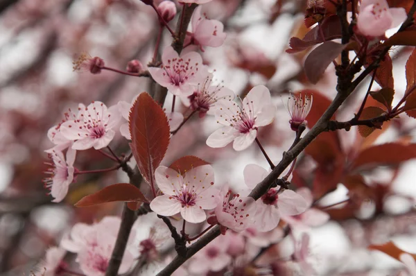 Cherry Blossom — Stock Photo, Image