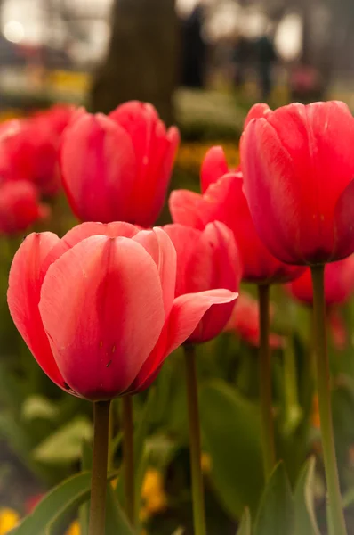 Dieprode tulip — Stockfoto