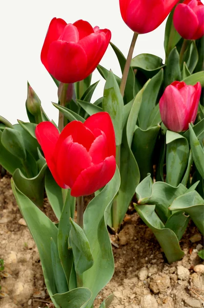 Tulipano scarlatto isolato su bianco — Foto Stock