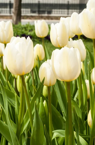 Tulipano bianco — Foto Stock