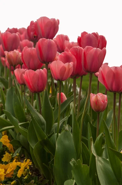 Dieprode tulip — Stockfoto