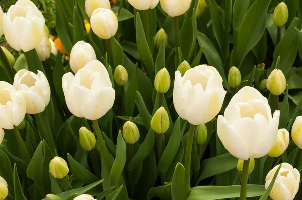 Witte tulip — Stockfoto