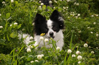 Chihuahua çayır üzerinde
