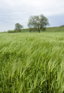 alanda yalnız ağaç