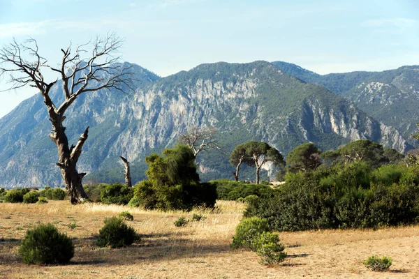 Deserted Coast Mediterranean Sea Coast Settlement Cirali Amazing Nature Trees — Foto Stock