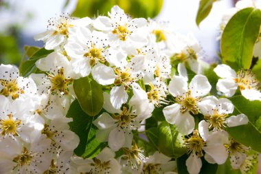 Blossoming cherry tree in the garden.Closeup shot photo with cherry tree flowers. Tree in the province of Turkey